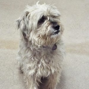 Picture of Oscar
