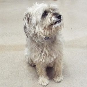Picture of Oscar