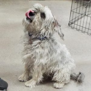 Picture of Oscar