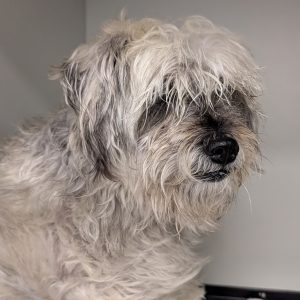 Picture of Oscar