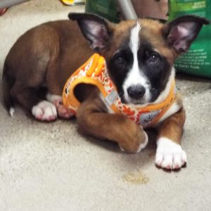 Picture of Phoebe