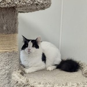 Picture of Pinx
