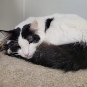 Picture of Pinx