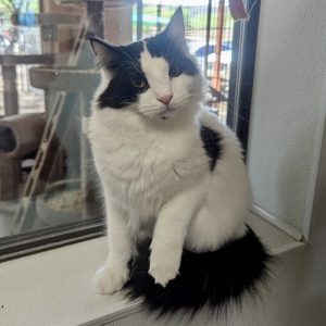 Picture of Pinx