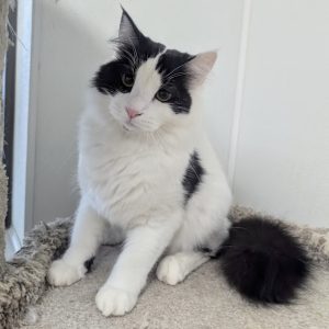 Picture of Pinx