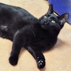 Picture of Pudge