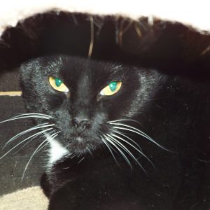 Picture of Sage