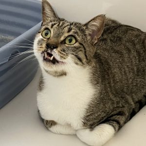 Picture of Shamrock