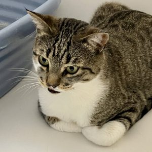 Picture of Shamrock