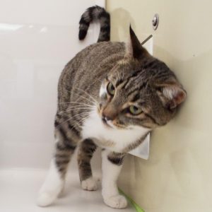 Picture of Shamrock