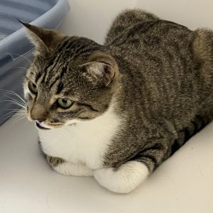 Picture of Shamrock