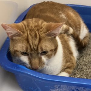 Picture of Sheriff