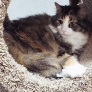 Picture of Skittles
