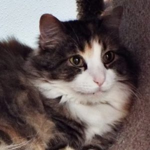 Picture of Skittles