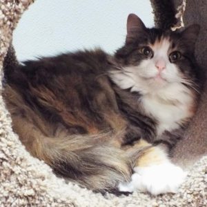 Picture of Skittles