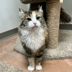 Picture of Skittles
