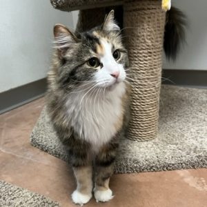 Picture of Skittles