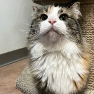 Picture of Skittles