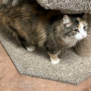 Picture of Skittles