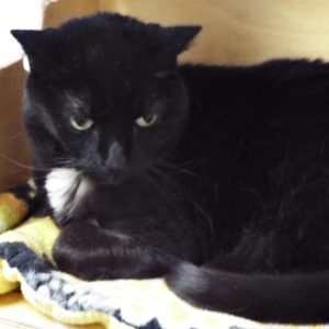 Picture of Sootie Pie