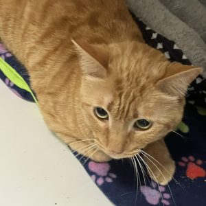 Picture of Tango