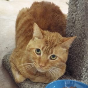 Picture of Tango