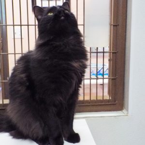 Picture of Tobi