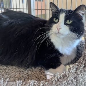 Picture of Tux