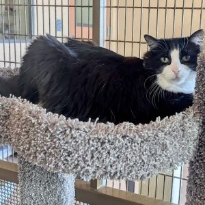 Picture of Tux