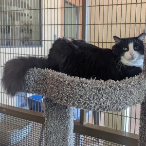 Picture of Tux