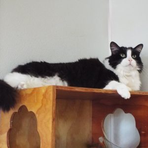 Picture of Tux