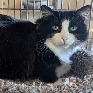 Picture of Tux