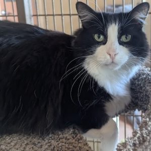 Picture of Tux