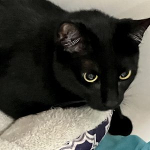 Picture of Vamp