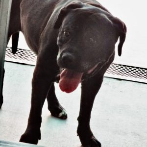 Picture of Xena