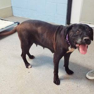 Picture of Xena