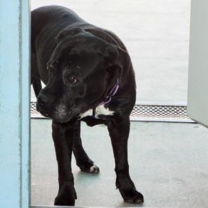 Picture of Xena