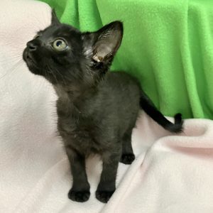 Picture of Aspen