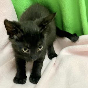 Picture of Aspen
