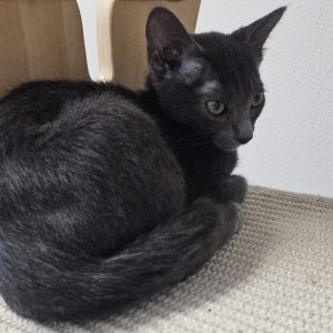 Picture of Aspen