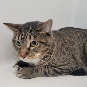 Picture of Cato