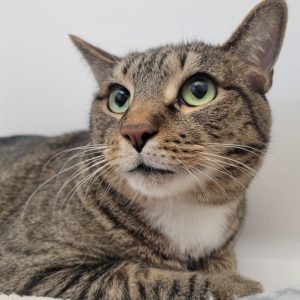 Picture of Cato