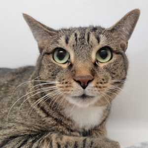 Picture of Cato
