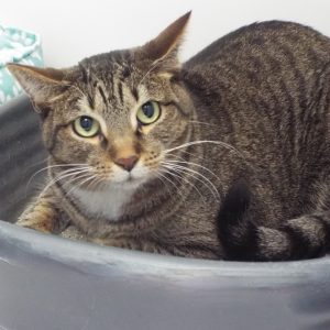 Picture of Cato