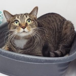 Picture of Cato