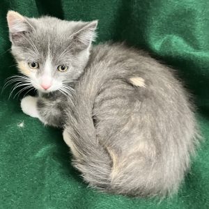 Picture of Coco Bean