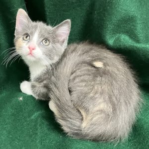 Picture of Coco Bean