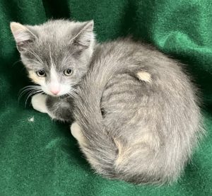 Picture of Coco Bean