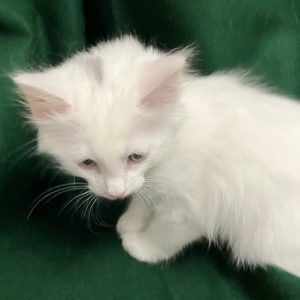 Picture of Coco Cream