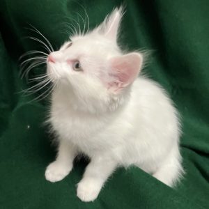 Picture of Coco Cream